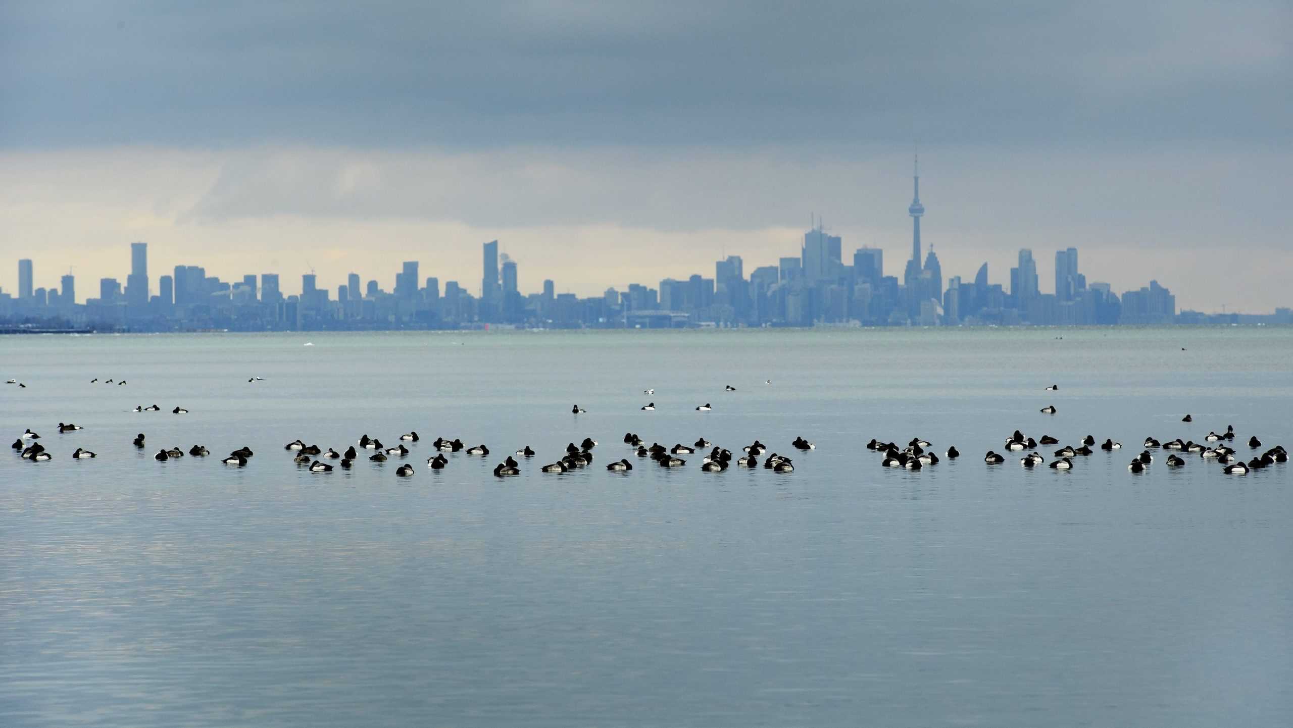 GTA Condo Appraisal Drops: What Pre-Construction Buyers Need to Know